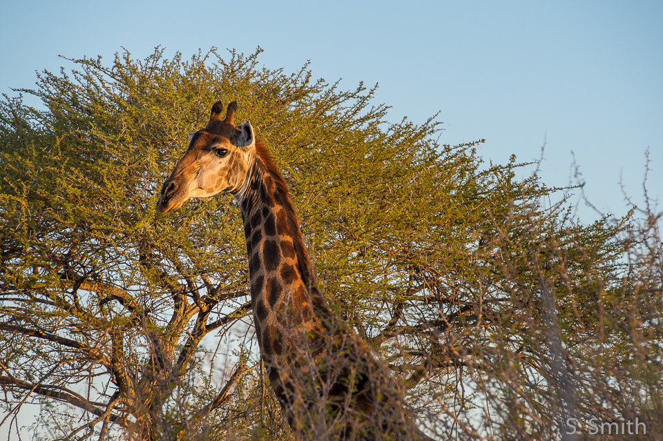 Kruger_014