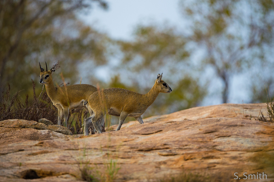 Kruger_020