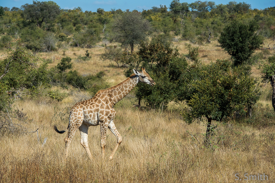 Kruger_025