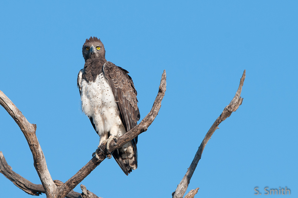 Kruger_028