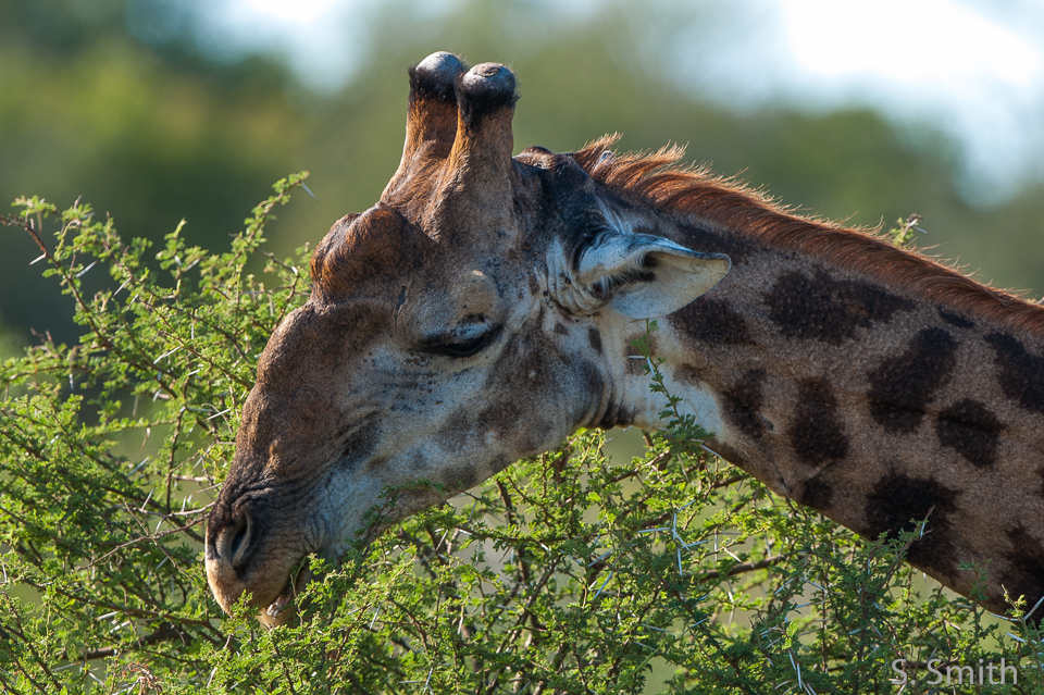 Kruger_029